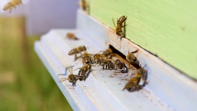 蜂箱中工作蜜蜂的详细视图。闭合。木制蜂箱和蜜蜂。