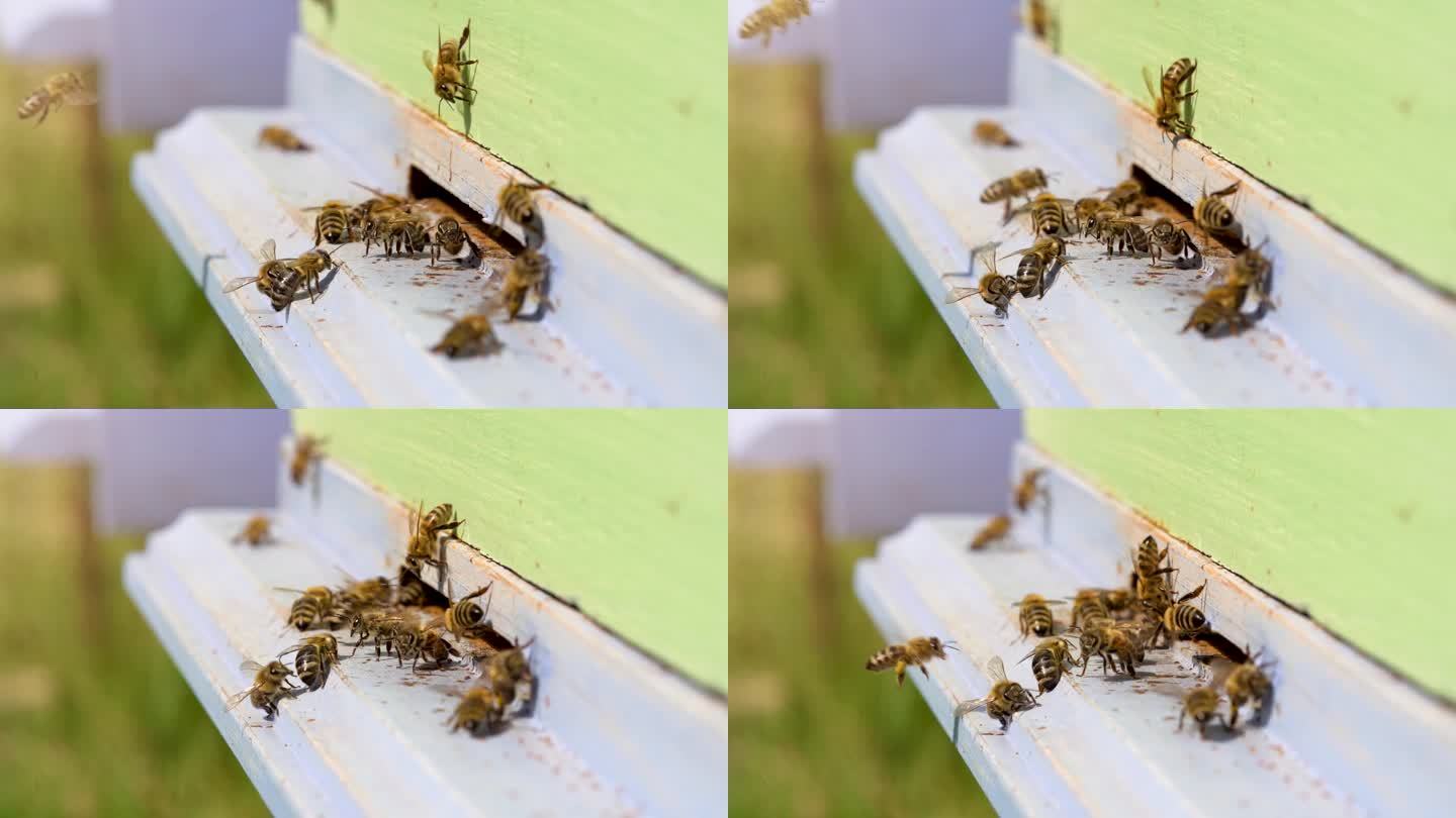蜂箱中工作蜜蜂的详细视图。闭合。木制蜂箱和蜜蜂。
