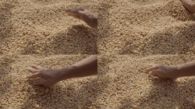 咖啡豆的干燥是一种缓慢的铺展。