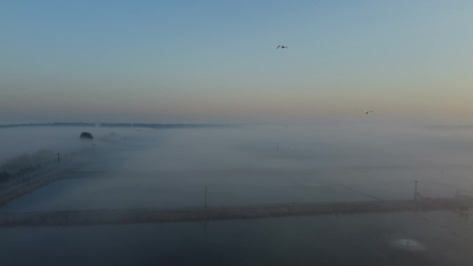 雾气早晨白鹭群飞