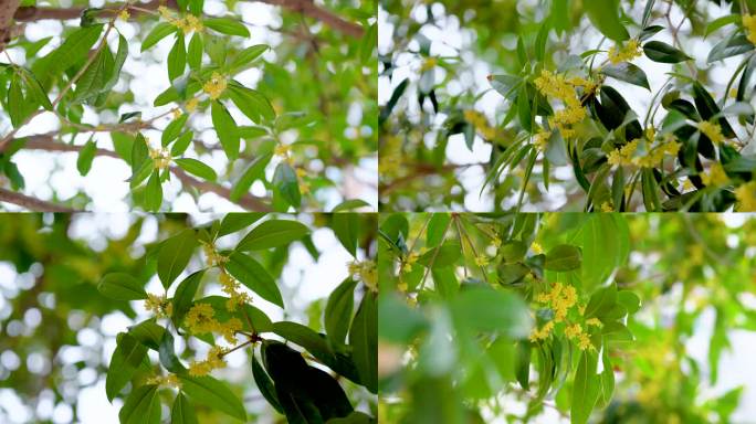 4k唯美桂花花朵空镜头