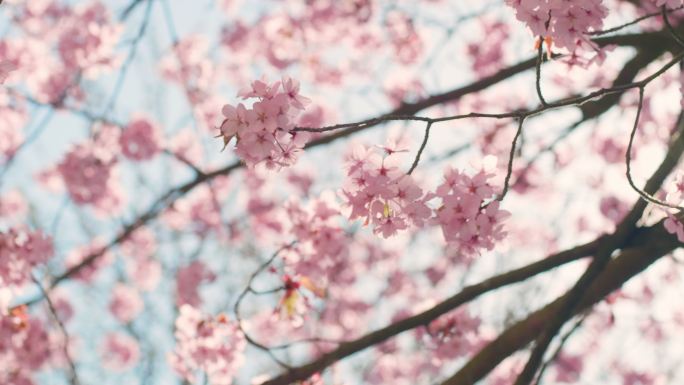 蓝天樱花树粉色樱花阳光