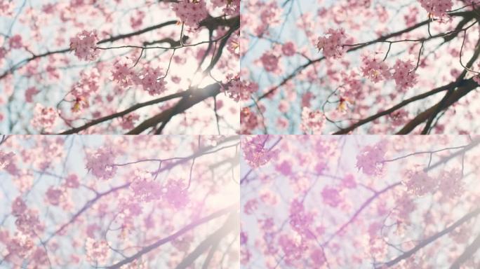 蓝天樱花树粉色樱花阳光