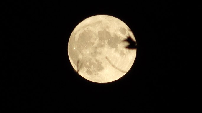 挂在树梢上的月亮