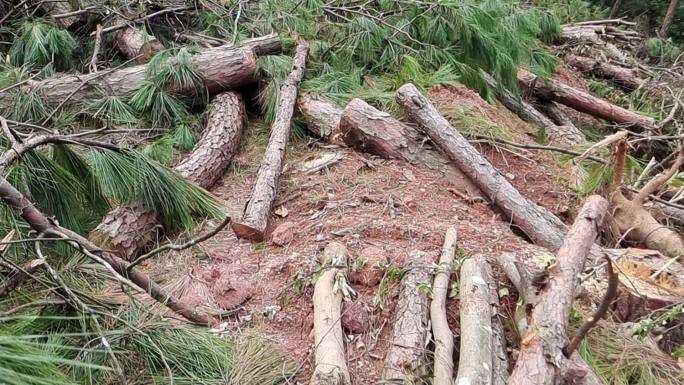 森林木材伐木砍木大片倒木破坏森林环境砍木