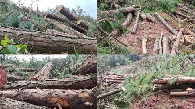 森林木材伐木砍木大片倒木破坏森林环境砍木