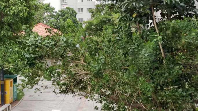 大风狂风下雨前奏