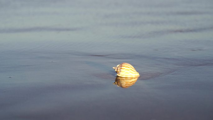 阳光沙滩下海螺贝壳海水浪花海滩沙子夕阳光