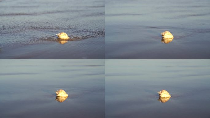 阳光沙滩下海螺贝壳海水浪花海滩沙子夕阳光