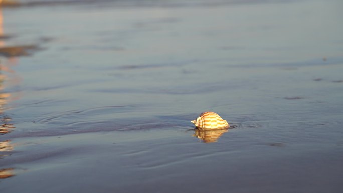 阳光沙滩下海螺贝壳海水浪花海滩沙子夕阳光