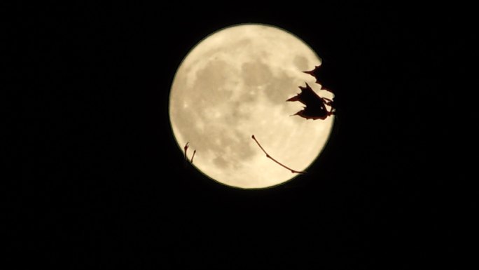 挂在树梢上的月亮