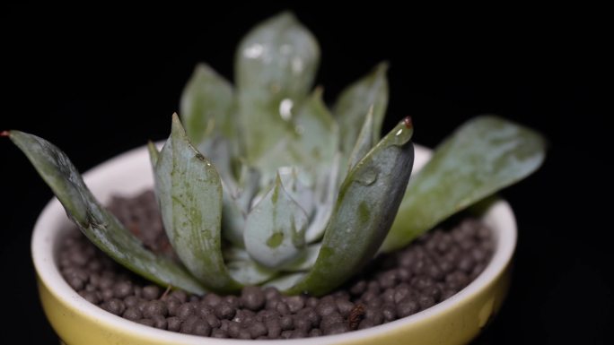 蓝鸟多肉植物盆栽绿植