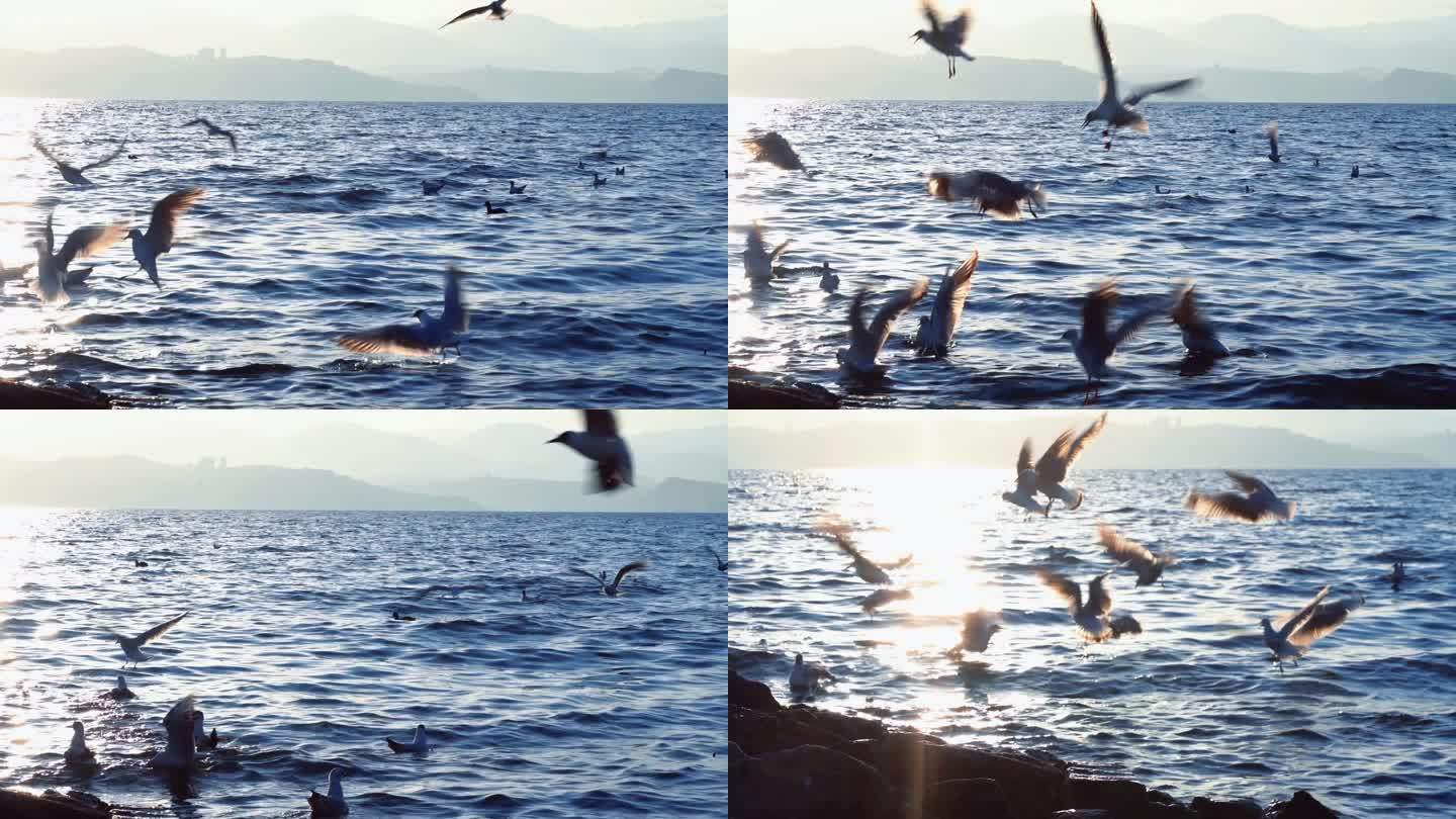 海鸥飞翔 唯美湖面波光粼粼