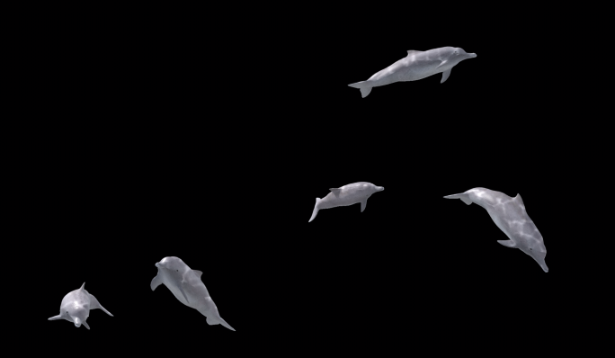 灰色海豚-3D动画