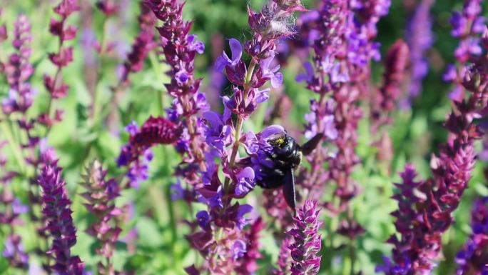 紫色花田里忙碌的蜜蜂