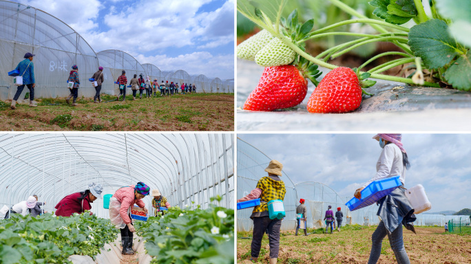 草莓大棚农民采摘乡村振兴新农村农业基地