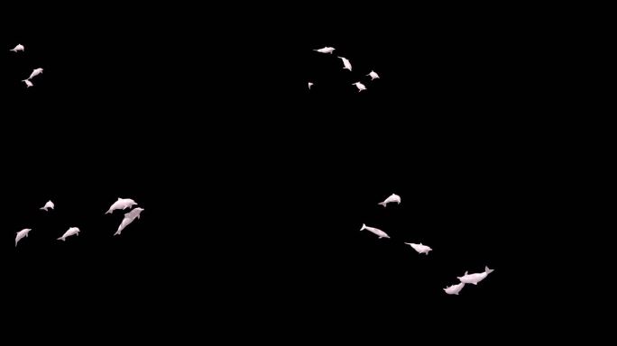 中华白海豚-成年版