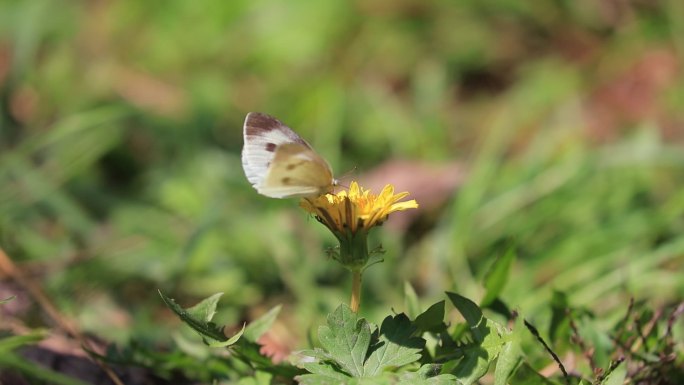 蝴蝶在花朵上采蜜
