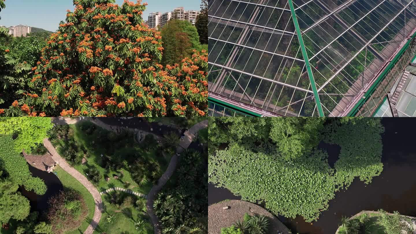 广州华南植物园夏日植物园百花航拍4K视频
