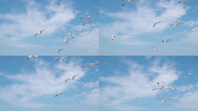 飞行中的海鸥群一路高飞勇往直前无惧风雨