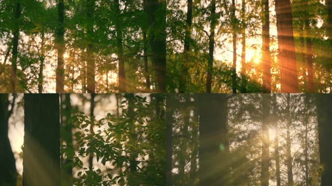 4K森林光影森林晨雾树林唯美阳光树林