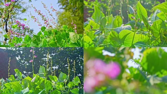 扁豆花、蔬菜园