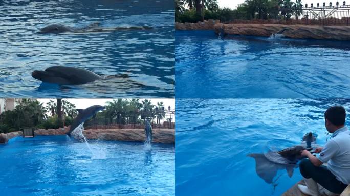 海豚跳跃表演