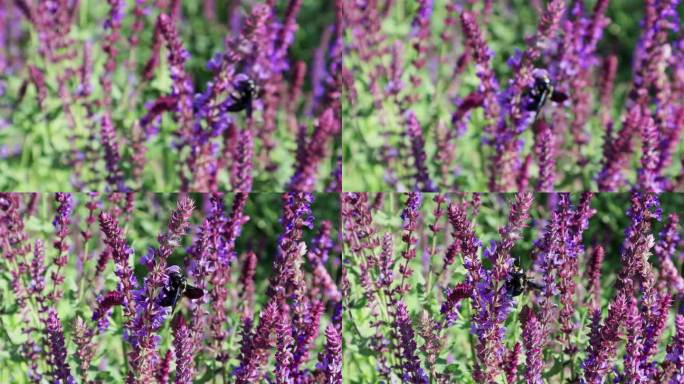 紫色花田里忙碌的蜜蜂