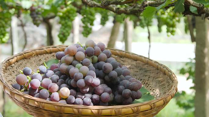 葡萄成熟