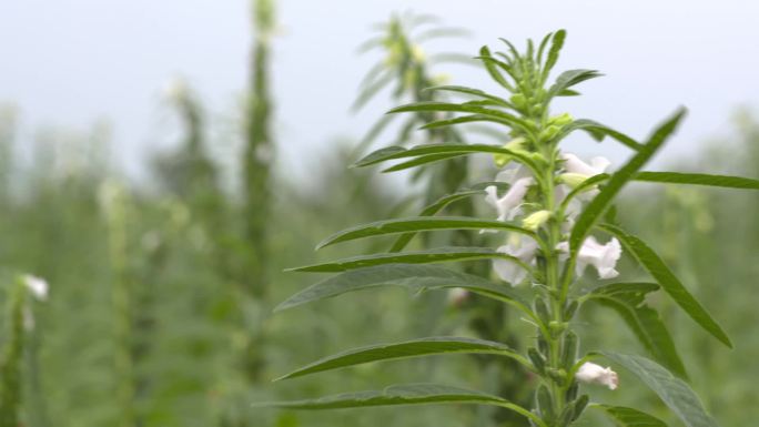 植物 花 果实 花丛 花海