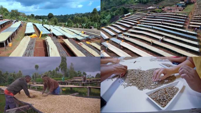 1080P海外非洲咖啡生产工艺视频