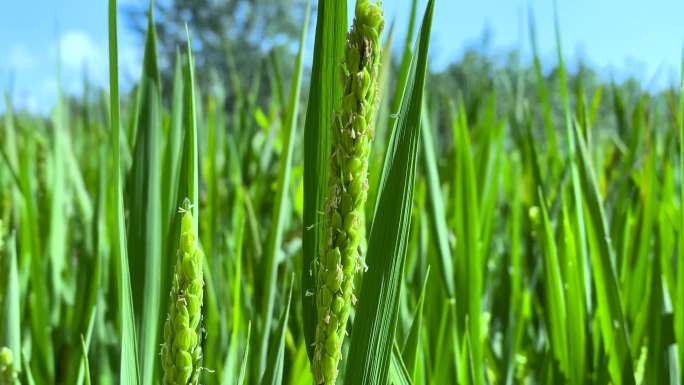 稻田 农村地区的绿色稻田
