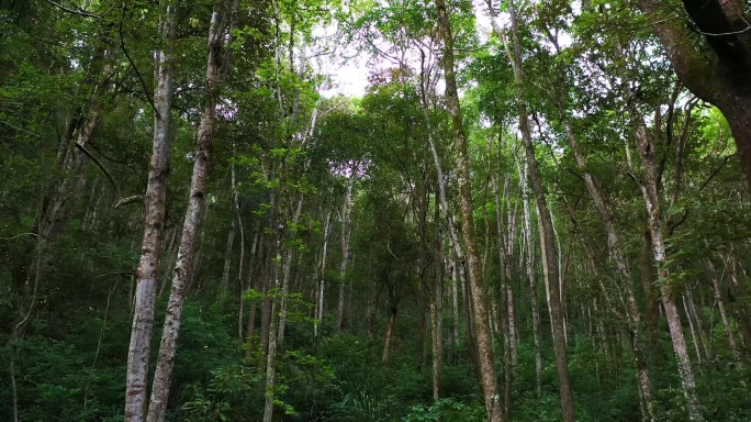 原始森林航拍 自然风光