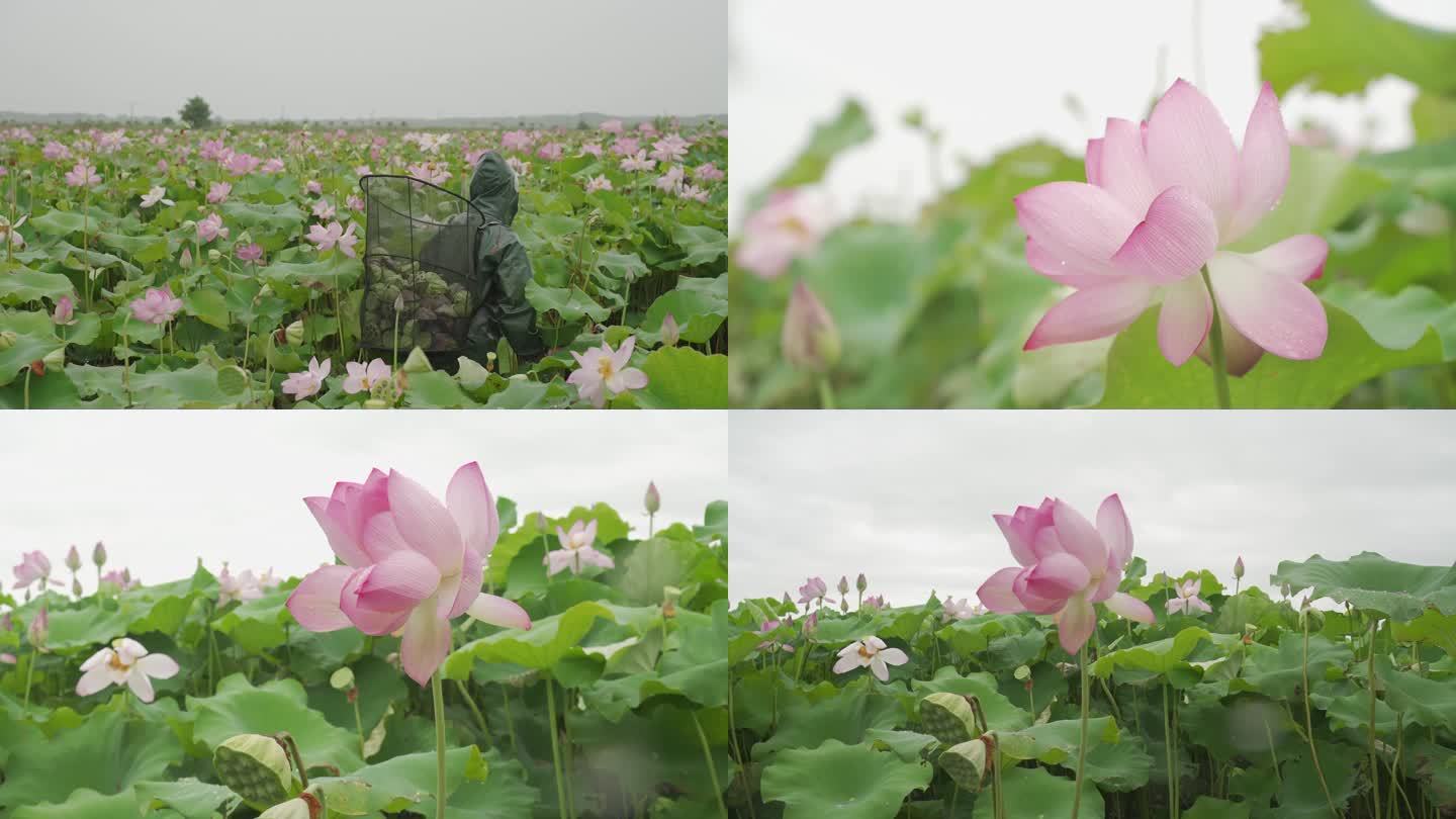 荷花莲蓬采莲人