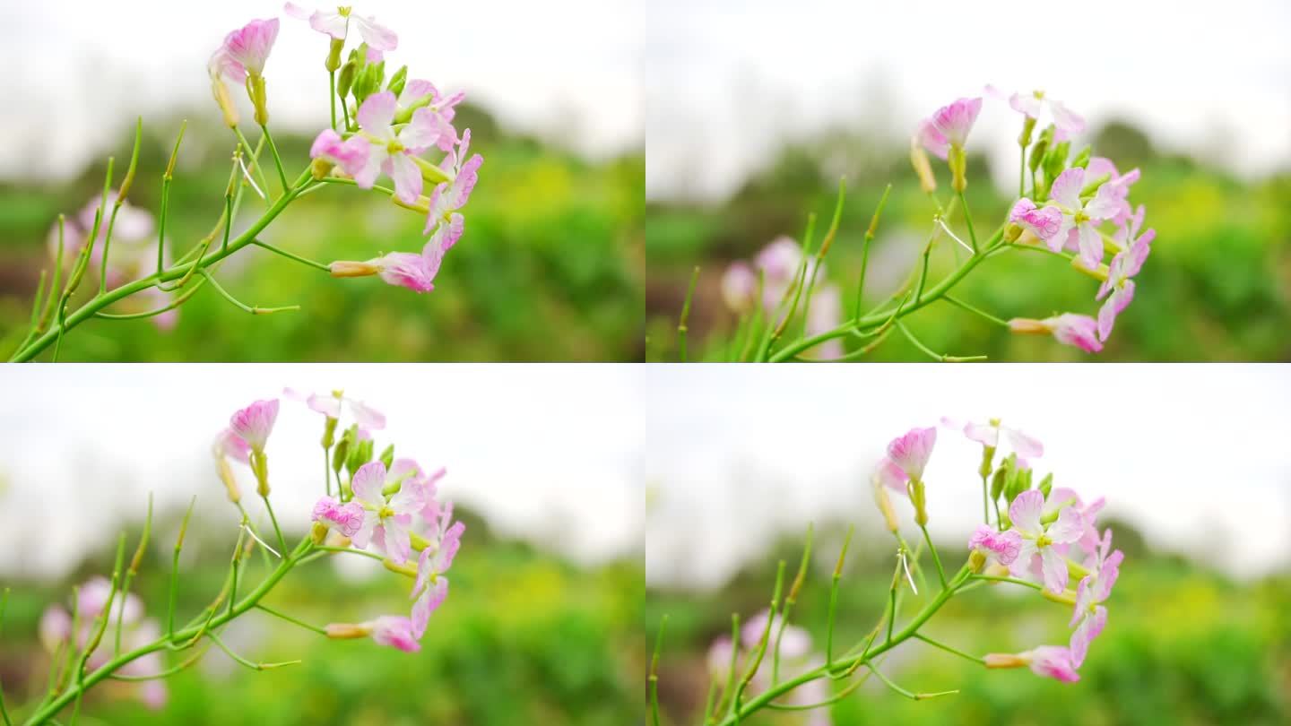春天风中摇曳的紫色花朵升格 1080P