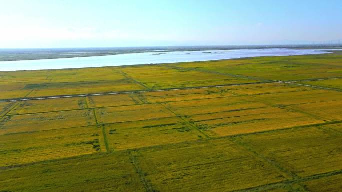 秋季黄河滩地水稻种植