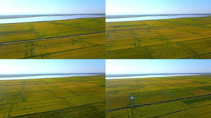 秋季黄河滩地水稻种植