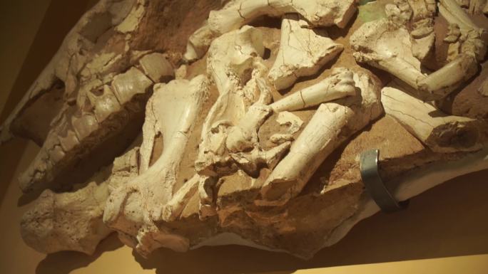 科学家挖掘远古动物恐龙骨架