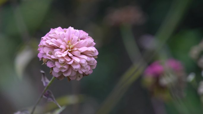 路边野花菊花