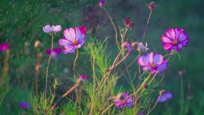 雨中的格桑花和花瓣上的雨滴