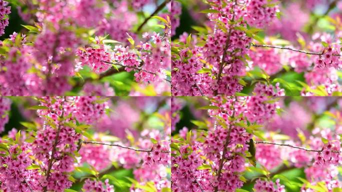 樱花粉色花黄鸟