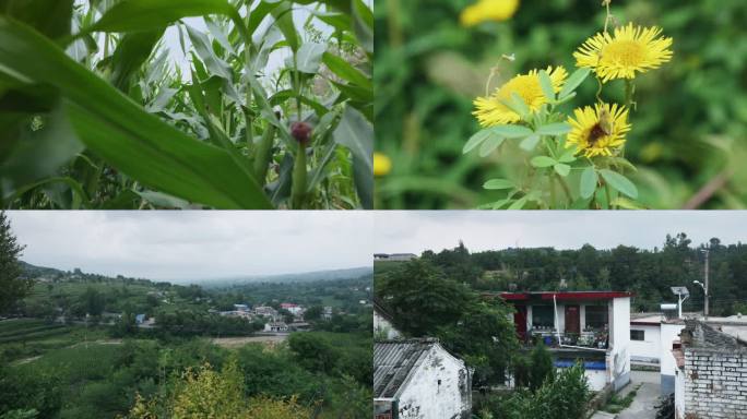 乡村 田园玉米种植农家院落小村景象