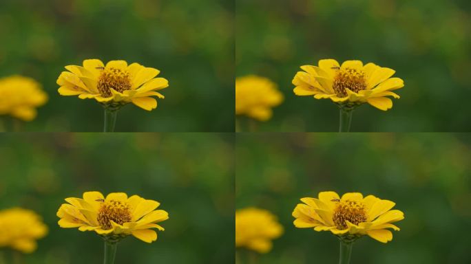 百日菊和小蜜蜂采蜜慢镜头