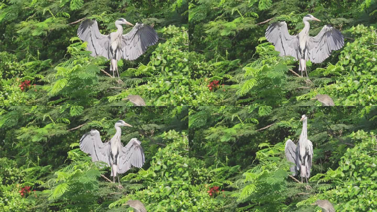 【4K正版】城市树林栖息的白鹭 04