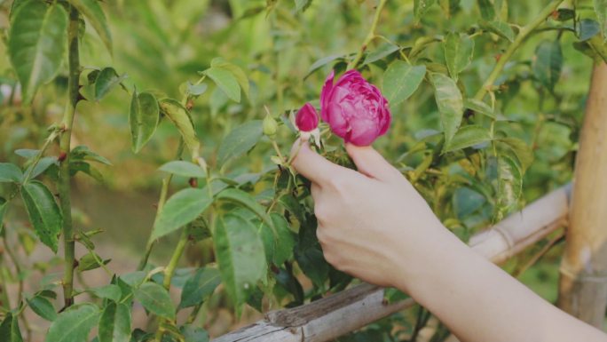 Slomo女士手触摸花园中洋红玫瑰的前视图