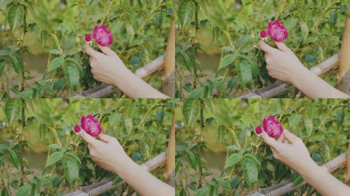Slomo女士手触摸花园中洋红玫瑰的前视图
