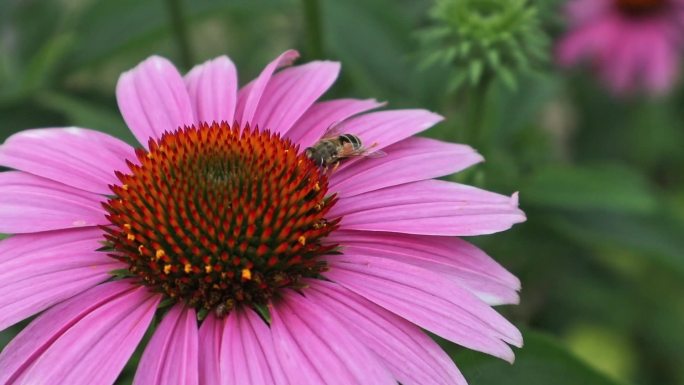 蜜蜂在菊花上忙碌的采蜜