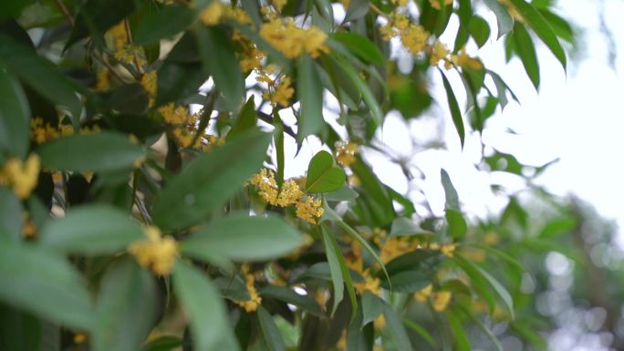 阴天桂花伤感情绪