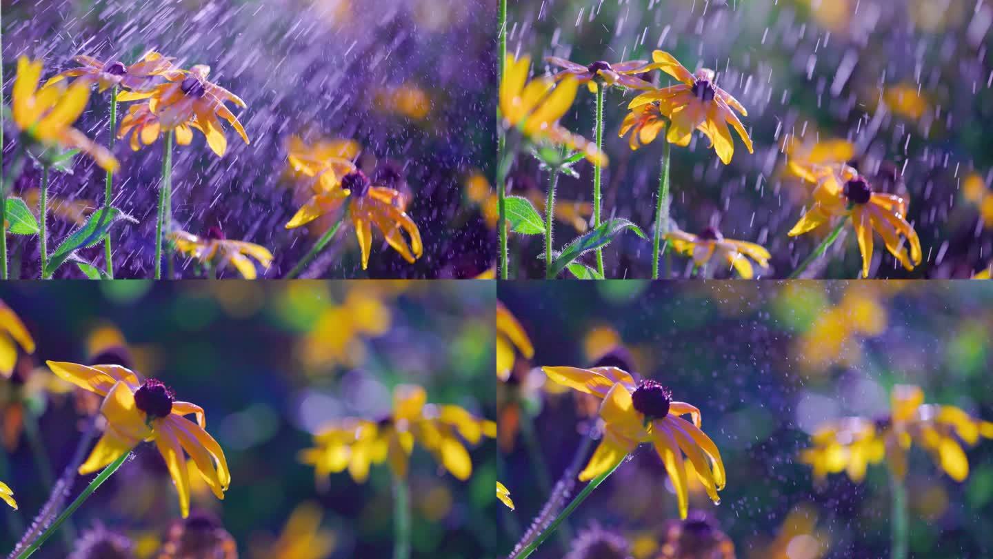 阵雨中的太阳花