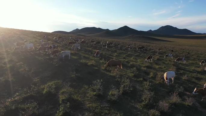 草原 草原牛 牛 牛群 群牛 草原上的牛